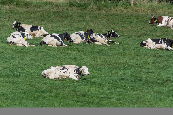 Коровы Молочного Пастбища Полях Фермы — стоковое фото