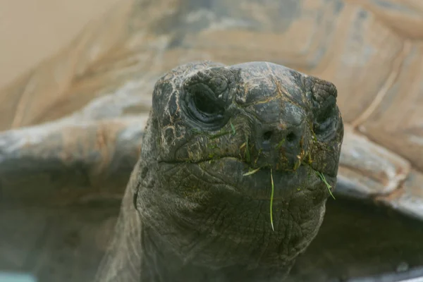 Schildkröte Reptil Tierkopf Großaufnahme — Stockfoto