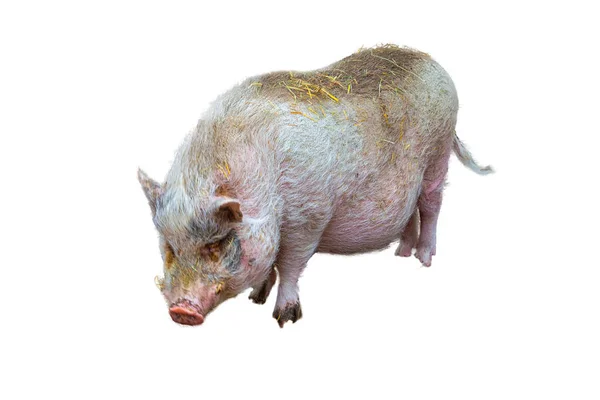 Cerdo Doméstico Cerdo Jabalí Delante Fondo Blanco — Foto de Stock