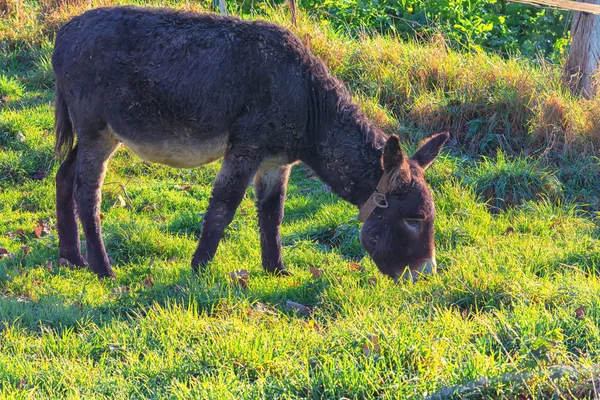 Burros Prado Montaña Los Alpes Mientras Pastan — Foto de Stock