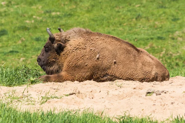 Bisons Gletscherwildschutzgebiet Neandertal Auf Einer Grünen Wiese — Stockfoto