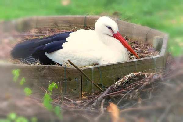 Stork Lying Nest What Ground — Stock Photo, Image