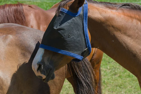 Vliegenbeschermingsmasker Voor Paarden Beschermt Het Paard Optimaal Tegen Insecten — Stockfoto