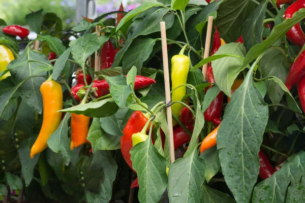 Rijpe Chili Pepers Paprika Hangen Van Een Struik — Stockfoto