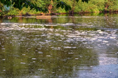 Deterjanlar bir nehir tarafından köpük ile su
