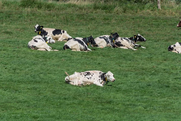 Hattingen Nrw Alemania Agosto 2017 Prado Con Vacas — Foto de Stock