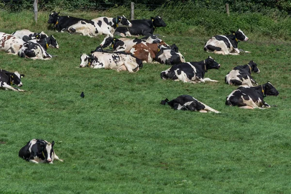 Hattingen Nrw Germany August 2017 Meadow Cows — Stock Photo, Image