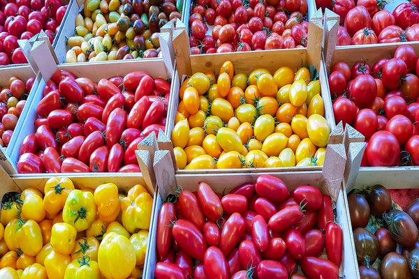 Βιολογικά Φρέσκες Ντομάτες Από Mark Μεσογειακή Αγρότη — Φωτογραφία Αρχείου