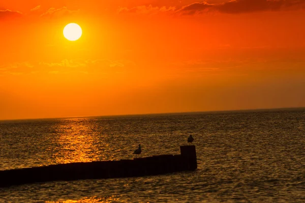 Sonnenuntergang Strand Möwen Sitzen Auf Einer Stange — Stockfoto