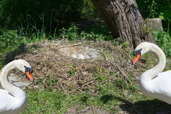 Swan Nest Heiligenhaus Abtskuecher Púp Hattyú Pár Őrzött Fészek Madár — Stock Fotó