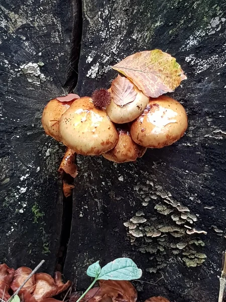 Bracket Mushroom Growing Out Stump Dead Beech Tree — Stock Photo, Image