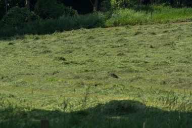 Çiftçinin biçtiği çayır.                