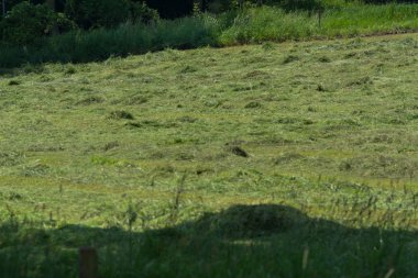 Çiftçinin biçtiği çayır.                