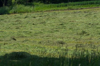 Çiftçinin biçtiği çayır.                