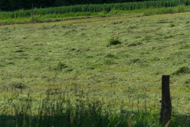 Çiftçinin biçtiği çayır.                