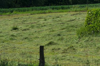 Çiftçinin biçtiği çayır.                