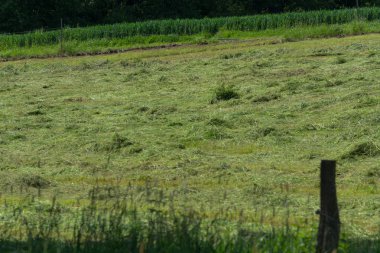 Çiftçinin biçtiği çayır.                