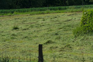 Çiftçinin biçtiği çayır.                