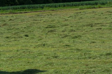 Çiftçinin biçtiği çayır.                