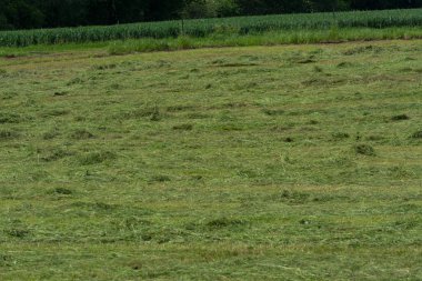 Çiftçinin biçtiği çayır.                