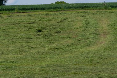 Çiftçinin biçtiği çayır.                