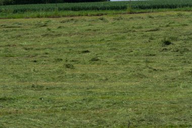 Çiftçinin biçtiği çayır.                