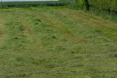 Çiftçinin biçtiği çayır.                
