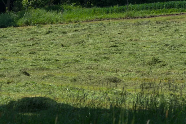 Çiftçinin biçtiği çayır.                