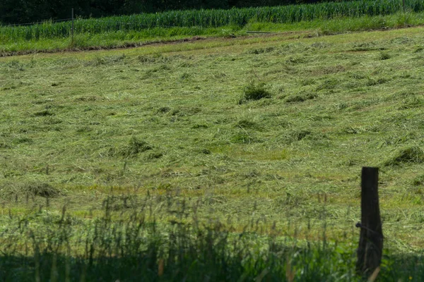 Çiftçinin biçtiği çayır.                