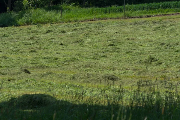 Çiftçinin biçtiği çayır.                