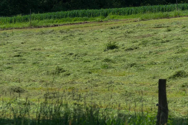 Çiftçinin biçtiği çayır.                