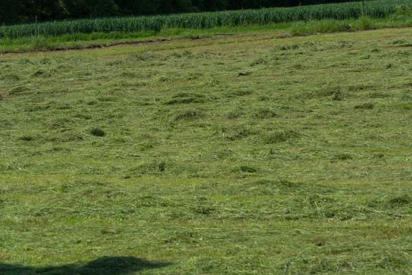 Çiftçinin biçtiği çayır.                