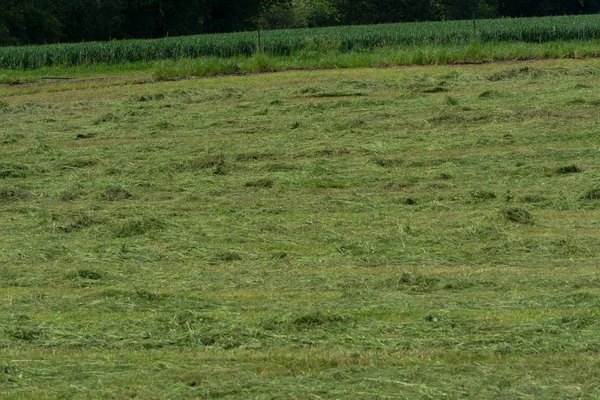 Meadow Mown Farmer — Stock Photo, Image