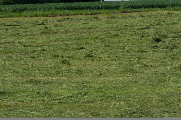 Çiftçinin biçtiği çayır.                