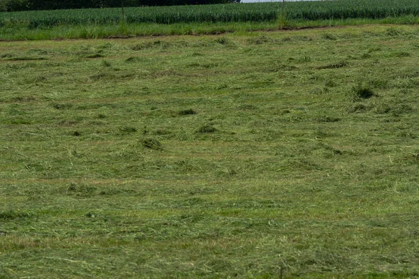 Çiftçinin biçtiği çayır.                