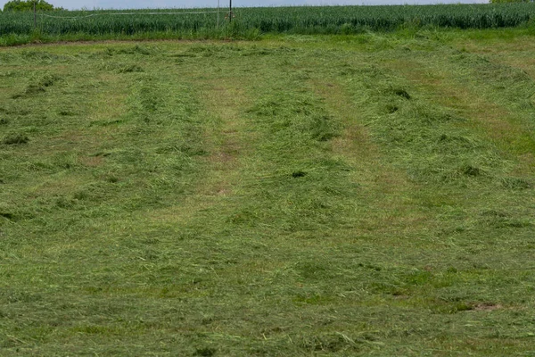 Çiftçinin biçtiği çayır.                