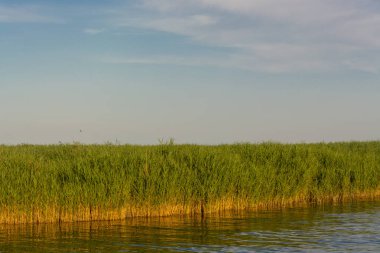 Fischland 'daki Ulusal Park Vorpommersche Boddenlandschaft Baltık beldesi Ahrenshoop, Almanya