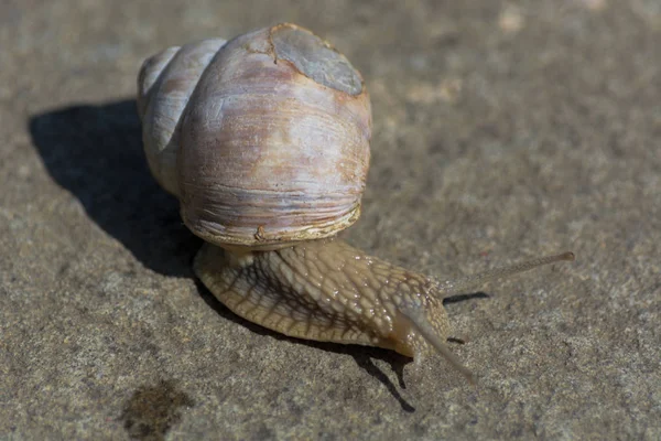 ローマのカタツムリ Helix Pomatia ヘリックス ポマティア ローマ人 ブルグント人の一般的な名前 負傷者のケースでナメクジ — ストック写真