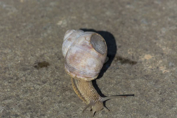 로마의 달팽이 Helix Pomatia Helix Pomatia 사람들의 일반적 부르고뉴 상처입은 — 스톡 사진