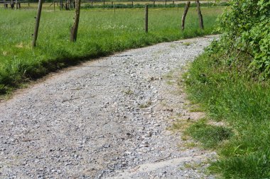 Peri masalı orman manzarası sokağı. Açık hava parkı doğa manzarası. Ağaçların ve güneş ışınlarının arasında yürümek için bir yol.