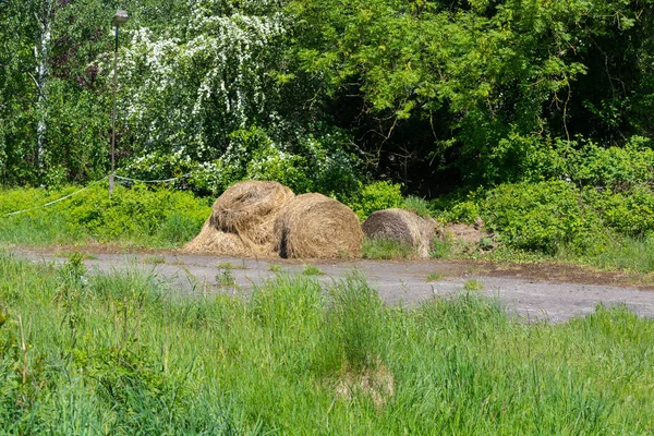 Hay Bales Meadow Edge Forest — Stock Photo, Image