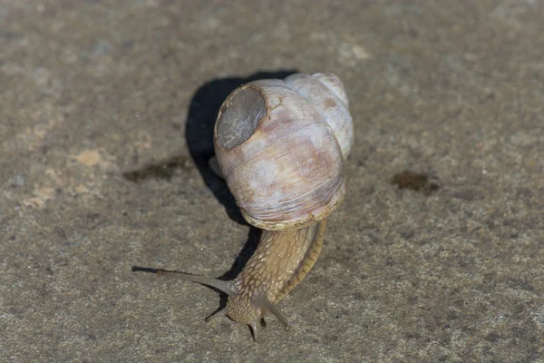 ローマのカタツムリ Helix Pomatia ヘリックス ポマティア ローマ人 ブルグント人の一般的な名前 負傷者のケースでナメクジ — ストック写真