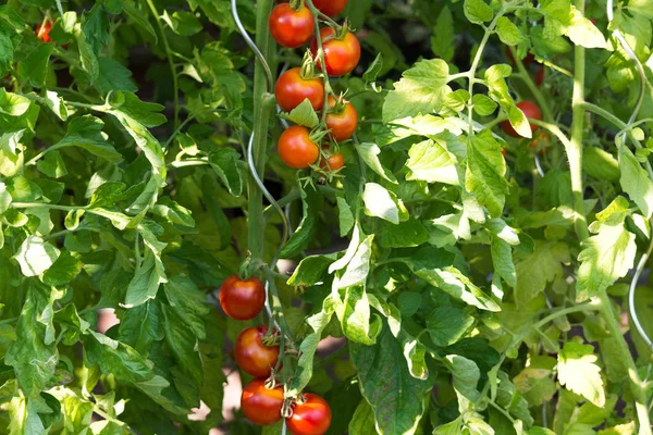 Los tomates frescos crecen en el tocón —  Fotos de Stock