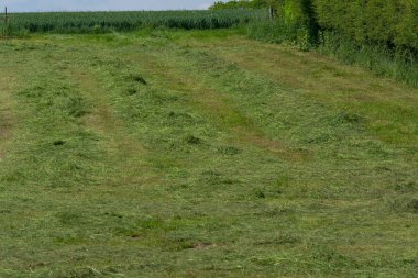 Taze biçilmis çayır, Almanya         