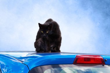 Bir araba çatıda kara kedi     