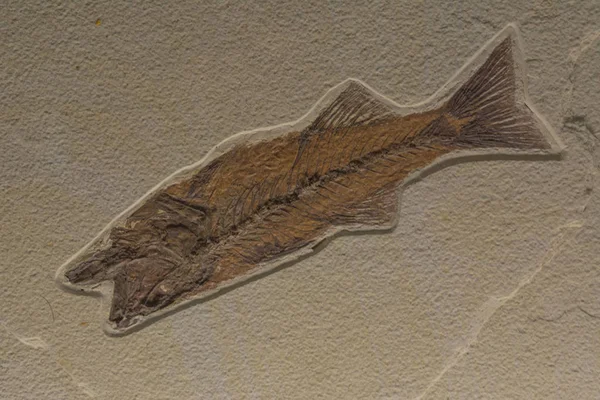 海から来た生命の化石 — ストック写真