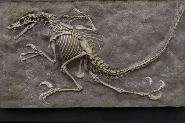 Dinosaur fossil from prehistoric evolution   clipart