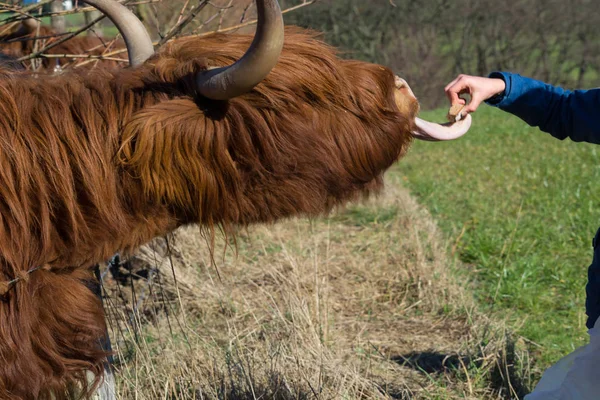 Schottische Hochlandkuh — Stockfoto