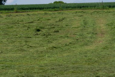 Taze biçilmis çayır, Almanya         