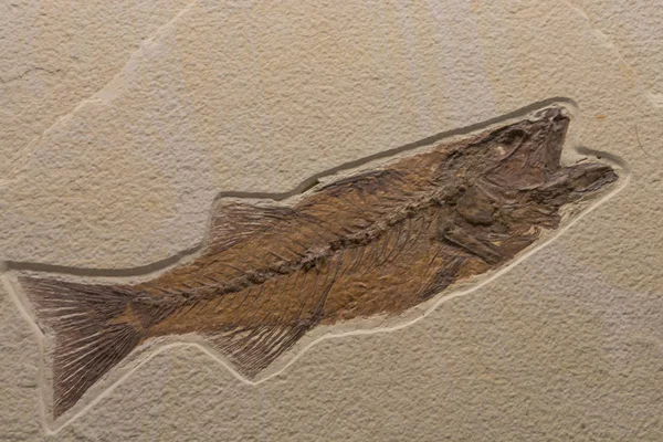 Fossil av ett liv som från havet — Stockfoto